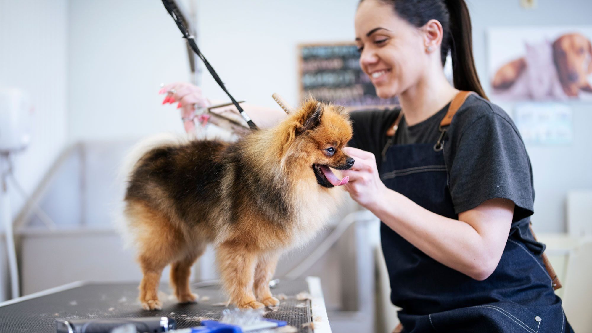 استخدام آرایشگر حیوانات خانگی در دبی